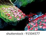 Red Maple leafs in deep jungle, Phukradueng National Park ,Thailand natural