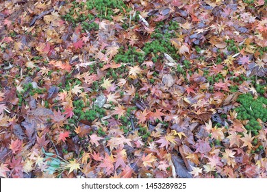 Red Maple Leave Fall On The Ground