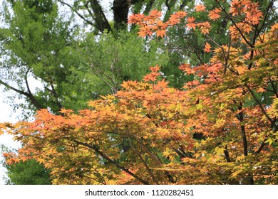 Similar Images, Stock Photos & Vectors of Trees in the fall