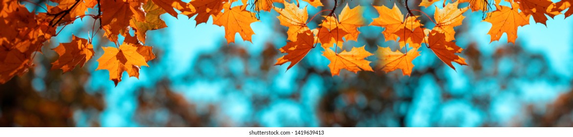 Red Maple Leaves Against The Blue Sky. Banner Autumn Background.