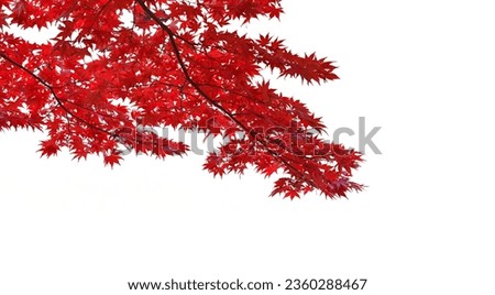 Red maple leaves in autumn season isolated on white background.