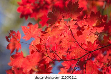Red maple leaves close-up