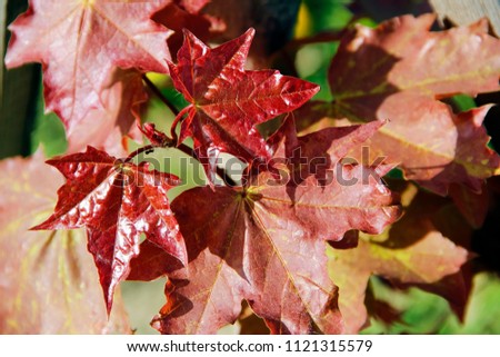 Red Maple leaves, close-up.