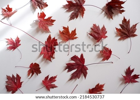Red maple leaves composition on white background. Autumn concept background decoration with red maple leaves.