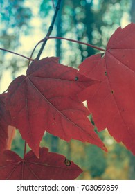 Red Maple Leaves in Fall