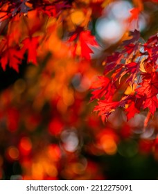 Red maple leaves in fall. Selective focus. Autumn beautiful colorful natural background with copy space for text, wallpaper.