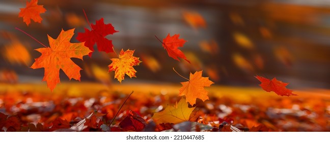Red maple leaves flying in the wind and glow in sunlight on autumn background. Fall foliage for black friday sale and halloween price drop or seasonal banner.