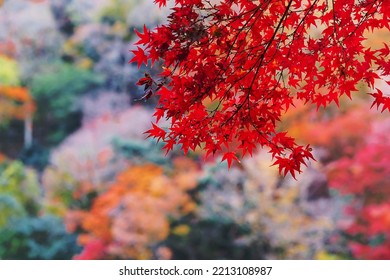 red maple leaves in the garden with copy space for text, natural colorful background for Autumn season and vibrant falling foliage concept