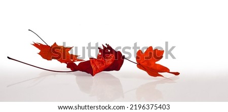 Red maple leaves isolated on white background for seasonal concepts with fall leaves.