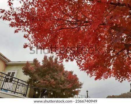 Red maple leaves lookup view