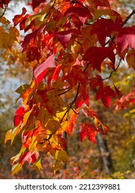 Red Maple Leaves In Northern Minnesota, Fall Colors Peeking.