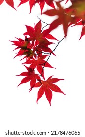 Red Maple Leaves On White Background