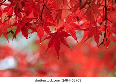 Red maple leaves soaked in rain drops - Powered by Shutterstock