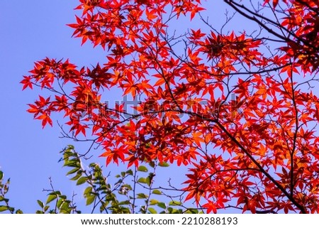 Similar – Image, Stock Photo Reminds me of Japan