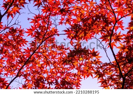 Similar – Image, Stock Photo Reminds me of Japan