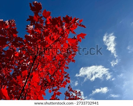 Red Maple tree against sky.