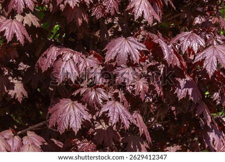 Red Maple tree background on the of fall season. Norway maple Crimson Sentry, Acer platanoides Crimson Sentry autumn background.