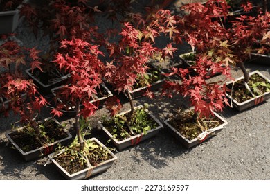 Red maple tree bonsai in garden center - Powered by Shutterstock