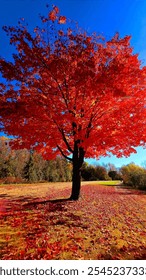 Red Maple Tree, Fall Foliage, Autumn