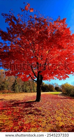 Red Maple Tree, Fall Foliage, Autumn