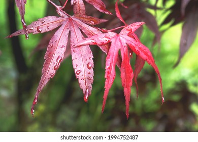 もみじ 秋 背景 イラスト Stock Photos Images Photography Shutterstock