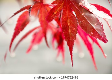 もみじ 秋 背景 イラスト Stock Photos Images Photography Shutterstock