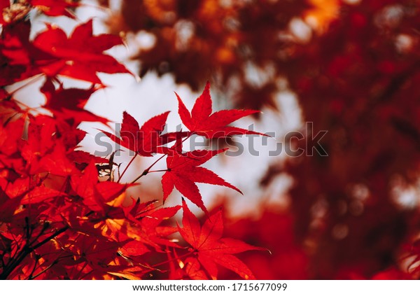 Red maple tree leaves\
in autumn season