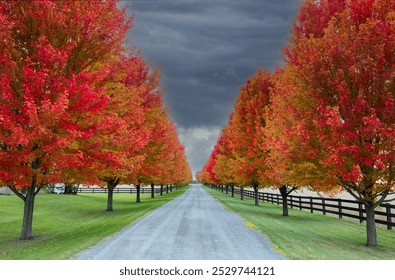 Red maple tree lined driveway in autumn near Stittsville, Ontario, Canada