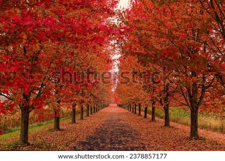 Red maple tree lined driveway in autumn near St. Andrews West, Ontario, Canada