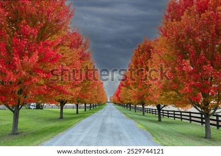 Red maple tree lined driveway in autumn near Stittsville, Ontario, Canada