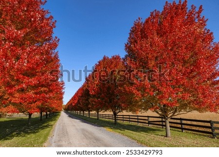 Red maple tree lined driveway in autumn near Ottawa, Ontario, Canada
