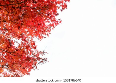 Red Maple Tree On A White Background With Copy Space