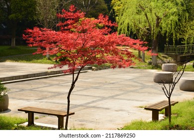 A Red Maple Tree In The Park Sun