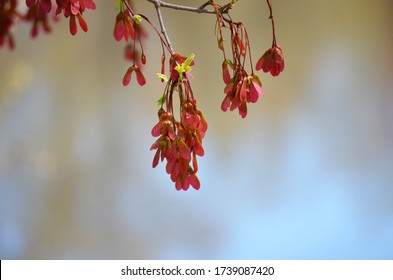 1,060 Maple seed pods Images, Stock Photos & Vectors | Shutterstock