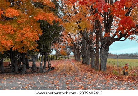 Red maple treed driveway on a cold autumn morning near Renfrew, Canada