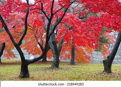 The Red Maple Trees In Japanese Garden