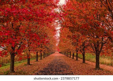 Red maple trees lining the driveway in autumn near St. Andrews West, Ontario, Canada