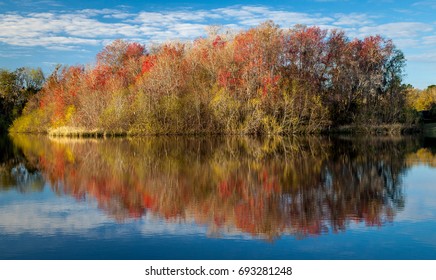 Red Maples Reflected In The Calm Waters Of Lake Alice In Gainesville Florida
