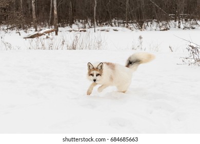 167 Red marble fox Images, Stock Photos & Vectors | Shutterstock