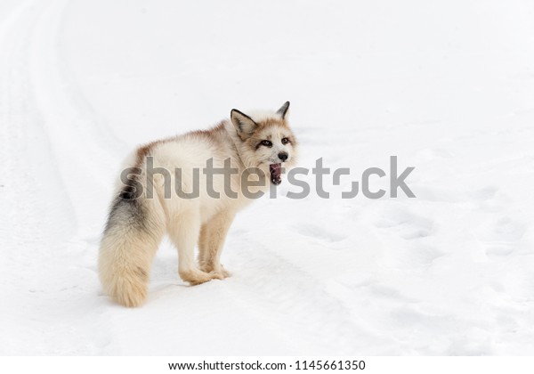 Red Marble Fox Vulpes Vulpes Looks Stock Photo Edit Now 1145661350,Cockatiels Drawing