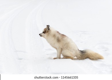 167 Red marble fox Images, Stock Photos & Vectors | Shutterstock