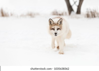 167 Red marble fox Images, Stock Photos & Vectors | Shutterstock