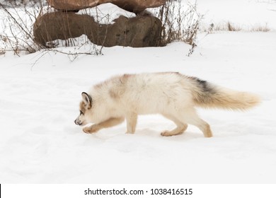 167 Red marble fox Images, Stock Photos & Vectors | Shutterstock