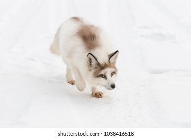 167 Red marble fox Images, Stock Photos & Vectors | Shutterstock