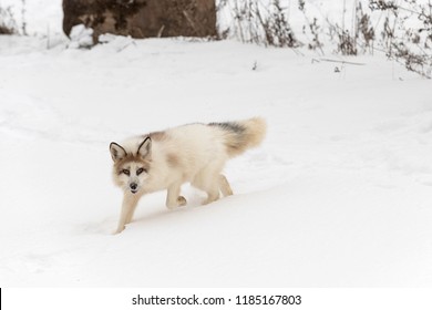 167 Red marble fox Images, Stock Photos & Vectors | Shutterstock