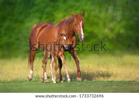 Red mare and foal grazing on spring green  meadow