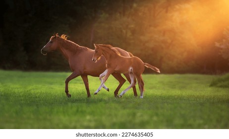 Red mare and foal on green pasture in morning sunlight - Powered by Shutterstock