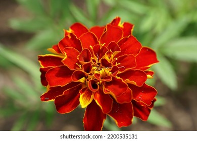 Red Marigold Flower Macro Photography 