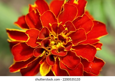 Red Marigold Flower Macro Photography 