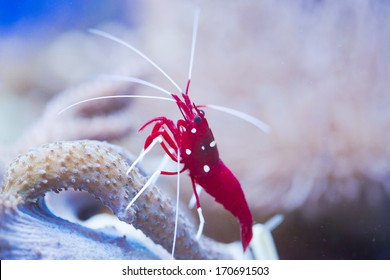 marine invertebrates